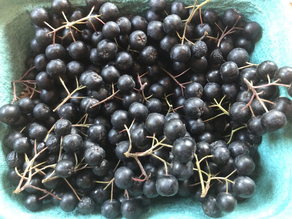 Aronia berries are small dark berries with health benefits.